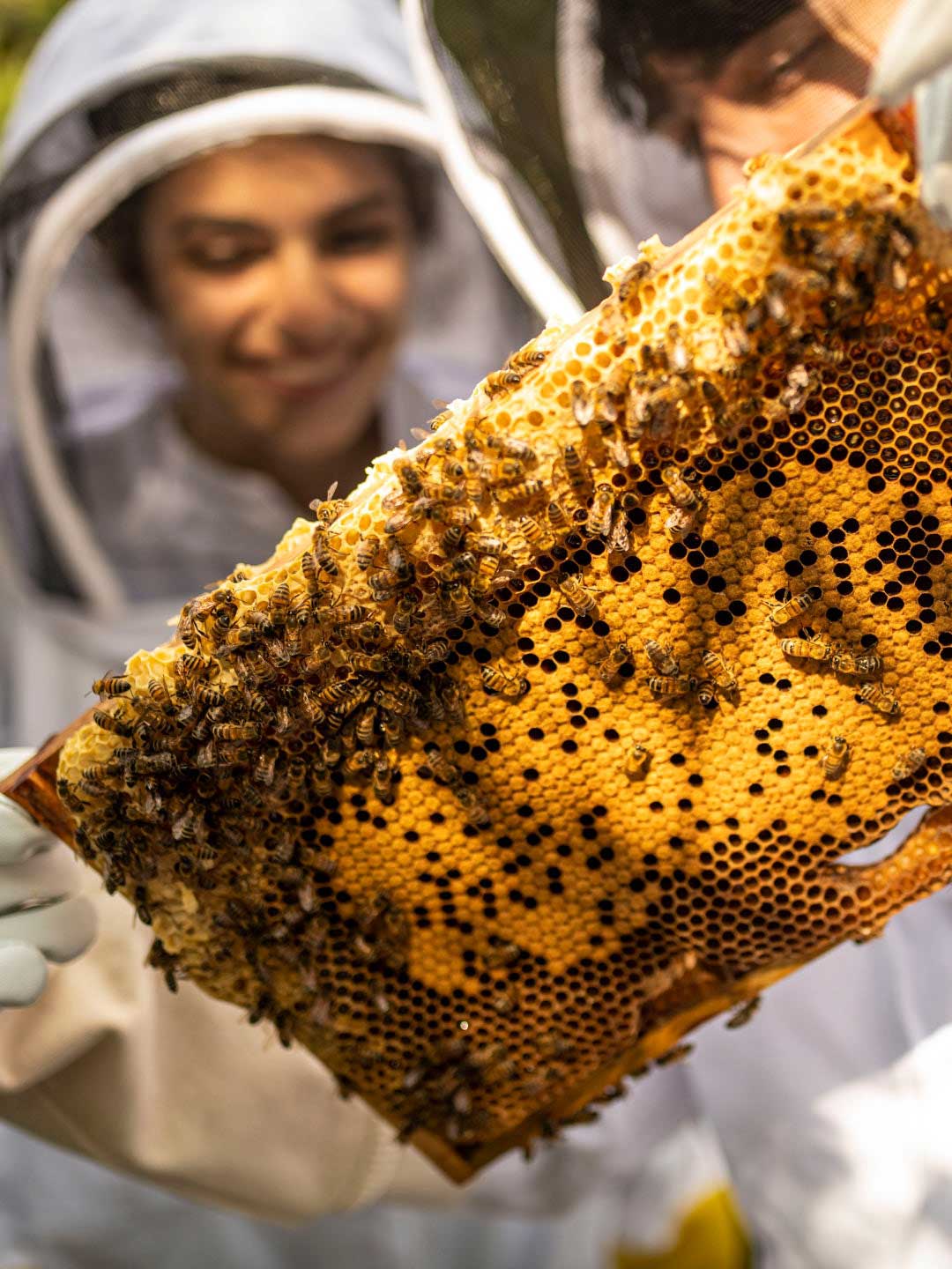 Bees and refugees honeycombe