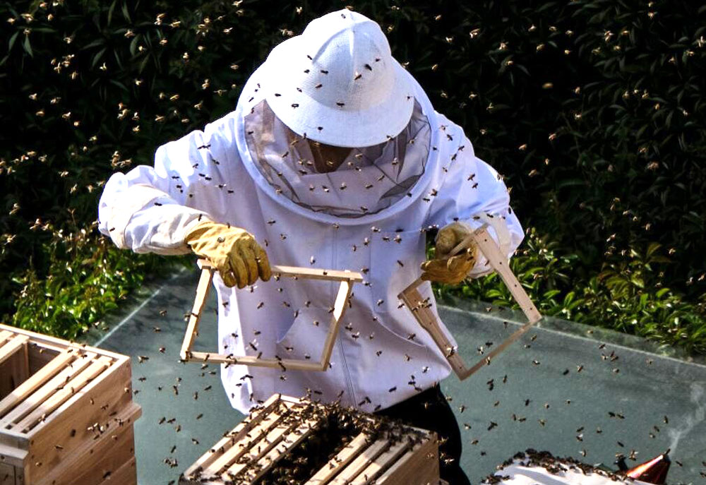 Bees and refugees hives